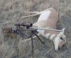 antelope 20181019_073042.jpg