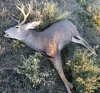 mule buck 20181022_075422.jpg