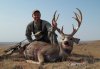 2012 mule deer 008.jpg