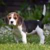 Beagle pup.JPG