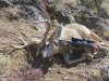 hunting 2012 040.JPG