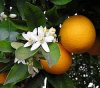 orange-blossom.jpg