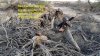 6 - Jake Cantor first coyote, mojave river bottom, 25-45 SRC 9-13-15, 730 am Copy.jpg