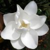 magnolia flower .JPG