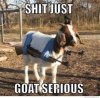 goat.jpg