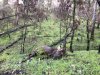 Sambar front with background gully.JPG