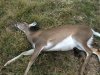 12-23-18 Large doe shot with 143 7mm hammer.jpg