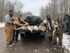 yotes and hunters 1-26-20.JPG