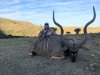 Allen Kudu-10.jpg