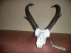 Kory's Antelope 2012 002.JPG