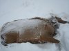 Cow elk 2019 001.JPG