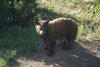 9-19-17 Bear 001.JPG