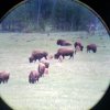 bison herd.jpg