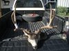 Reids buck 001.jpg