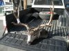 Reids buck 002.jpg