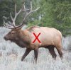 Bull Elk Target.jpg