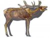 Elk Anatomy.jpg