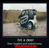 Hit a Deer.jpg