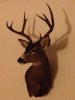 Sammy's Mounted Buck.jpg