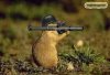 Funny-Animal-Soldier.jpg