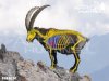 Ibex.jpg