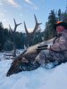 2019 elk 7.jpeg