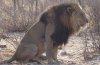 Botswana Lion  (1280x823).jpg