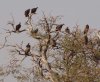 vultures (1280x1060).jpg