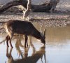 waterbuck  (1024x912).jpg