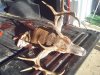 Buck horn 11 point.jpg