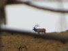 elk hunt 030.JPG