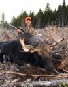 Maine bull moose.jpg