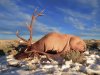 Wyoming Elk and Deer Hunt 2013 100.jpg