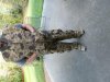 Camo Vest with large insulated pockets and  Bibs with sewen suspenders.jpg