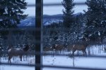 2.12.2021 morning elk 001.JPG