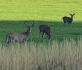 DEER FIELD 8.jpg