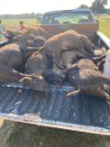 pickup load of hogs HICO TX.jpg