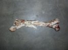 elk bone shot.jpg