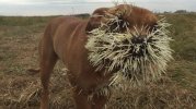 Dog With Porcupine Quills.JPG