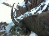 IBEX ON THE MOUNTAINS-KRIGISTAN.jpg