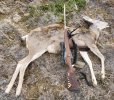 deer 6.5 Vostok Mosin 20211026_165850.jpg