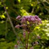 Swamp Milkweed 1_5 copy.jpg