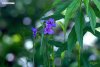 spiderwort 1_5 copy.jpg