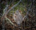 Ruffed Grouse Lunch 3.jpg