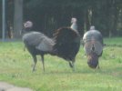 turkey strut 002.JPG