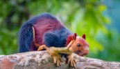 colored-squirrel-crouched-branch.jpg