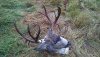 buck #2 '14.jpg