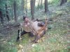 2014 Bull Elk Idaho.jpg