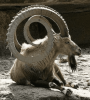 spiral horned ibex .png