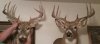 2 whitetailbucks.jpg